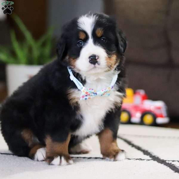 Cash, Bernese Mountain Dog Puppy